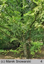 Torreya californica (czwórczak kalifornijski)