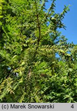 Torreya californica (czwórczak kalifornijski)