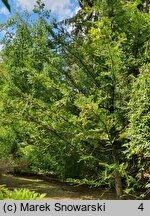 Torreya californica (czwórczak kalifornijski)