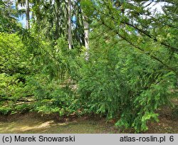 Torreya californica (czwórczak kalifornijski)