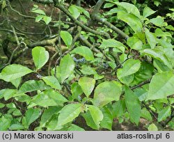 Magnolia liliflora (magnolia purpurowa)