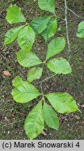 Magnolia liliflora (magnolia purpurowa)