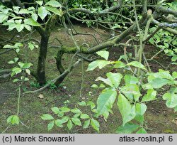 Magnolia liliflora (magnolia purpurowa)