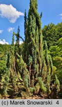 Chamaecyparis lawsoniana Blue Surprise