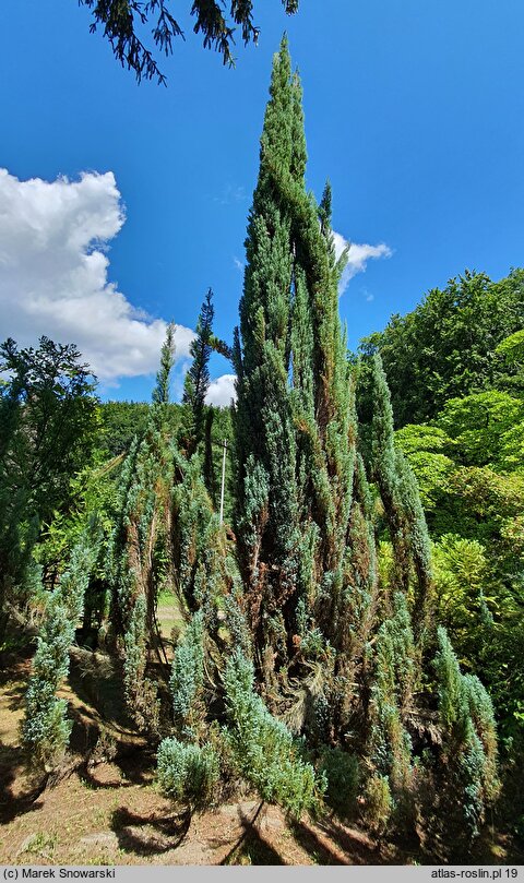 Chamaecyparis lawsoniana Blue Surprise