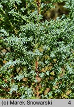 Chamaecyparis lawsoniana Blue Surprise