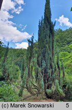 Chamaecyparis lawsoniana Blue Surprise