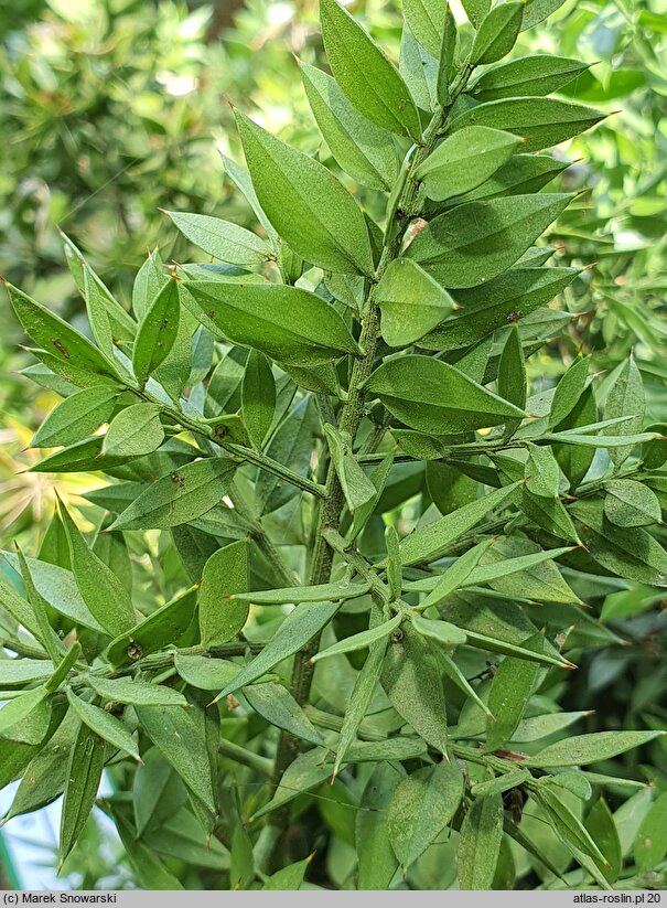 Ruscus aculeatus (myszopłoch kolczasty)