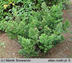 Ruscus aculeatus (myszopłoch kolczasty)