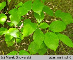 Calycanthus chinensis (kielichowiec chiński)