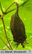 Calycanthus chinensis (kielichowiec chiński)