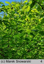 Calycanthus chinensis (kielichowiec chiński)