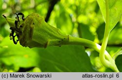 Calycanthus chinensis (kielichowiec chiński)