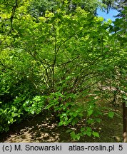 Calycanthus chinensis (kielichowiec chiński)