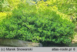 Skimmia japonica (skimmia japońska)