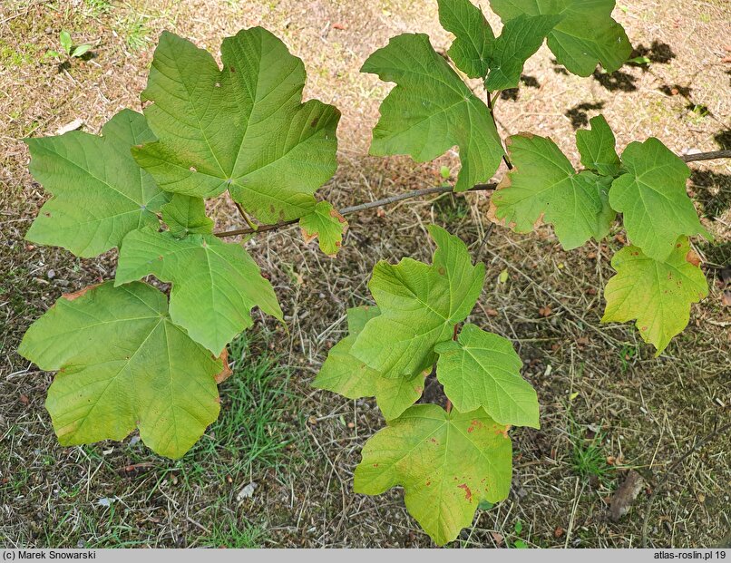 Acer obtusifolium (klon syryjski)