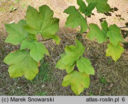 Acer obtusifolium (klon syryjski)