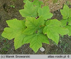 Acer obtusifolium (klon syryjski)