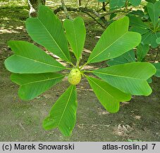 Magnolia officinalis var. biloba