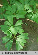 Magnolia officinalis var. biloba