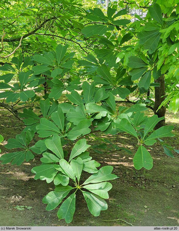 Magnolia officinalis var. biloba