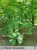 Magnolia officinalis var. biloba