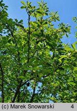 Magnolia officinalis var. biloba