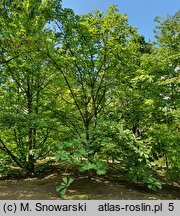 Magnolia officinalis var. biloba