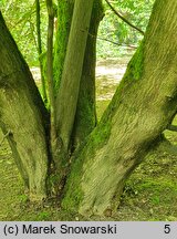 Styrax japonicus (styrak japoński)