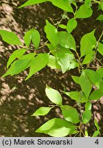 Styrax japonicus (styrak japoński)