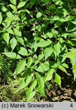 Styrax japonicus (styrak japoński)