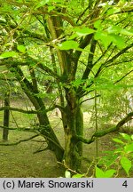 Styrax japonicus (styrak japoński)