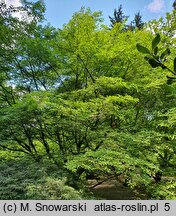 Styrax japonicus (styrak japoński)