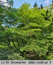 Styrax japonicus (styrak japoński)