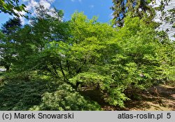 Styrax japonicus (styrak japoński)