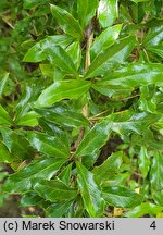 Berberis verruculosa (berberys brodawkowaty)