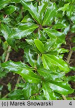 Berberis verruculosa (berberys brodawkowaty)