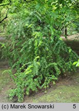 Berberis verruculosa (berberys brodawkowaty)