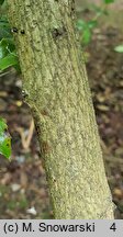 Berberis verruculosa (berberys brodawkowaty)