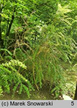 Berberis verruculosa (berberys brodawkowaty)