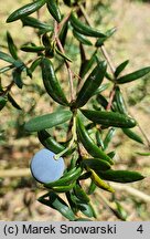 Berberis ×stenophylla (berberys wąskolistny)