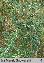 Berberis ×stenophylla (berberys wąskolistny)