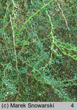 Berberis ×stenophylla (berberys wąskolistny)