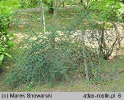 Berberis ×stenophylla (berberys wąskolistny)