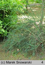 Berberis ×stenophylla (berberys wąskolistny)