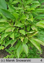 Viburnum farreri (kalina wonna)