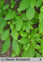 Viburnum farreri (kalina wonna)