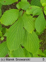 Viburnum farreri (kalina wonna)