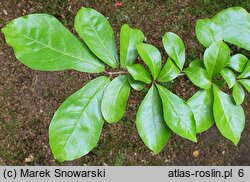 Orixa japonica (oriksa japońska)