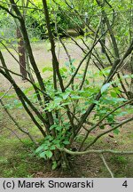 Orixa japonica (oriksa japońska)